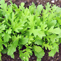 Rocket Seeds - Pegasus