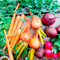 Root Veg Seed - Collection