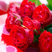 Rose Pant - Ruby Anniversary