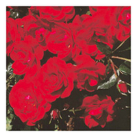 Rose Plant - Ruby Anniversary