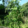 Runner Bean Support Frame Kit