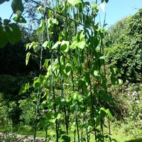 Runner Bean Support Frame Kit