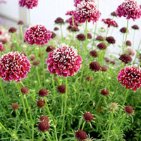 Scabiosa Plants - Royal Ruby