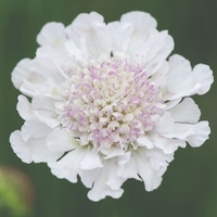Scabious Kudos White