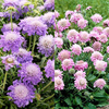 Scabious Plants - Collection