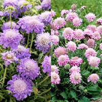 Scabious Plants - Collection
