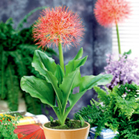 Scadoxus