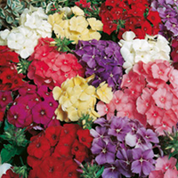 Seed Tin & Fast Flower Seed Collection