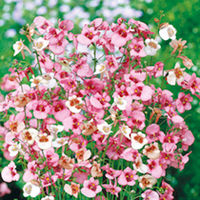 Seed Tin & Pink/White Seed Collection