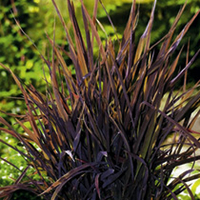 Seed Tin & Unusual Seed Collection