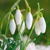 Snowdrop Bulbs - Common