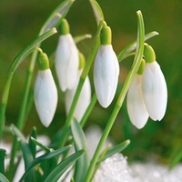 Snowdrop Bulbs - Common