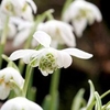 Snowdrop Bulbs - Double