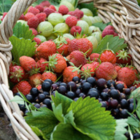 Soft Fruit Collection