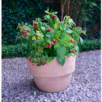 Soft Fruit Collection