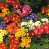 Spring Bedding Plants - Collection