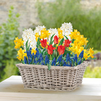 Spring Bulb Willow Planter