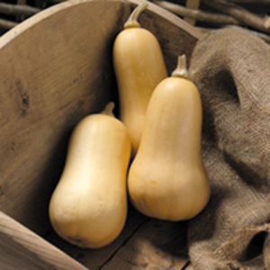 Squash Plants - F1 Hawk