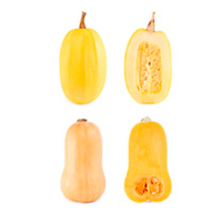 Squash Plants - Spaghetti