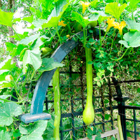 Squash Plants - Super Selection