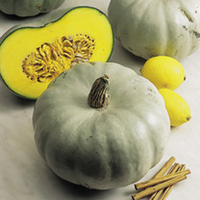 Squash Plants - Twin Pack