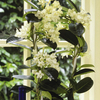 Stephanotis
