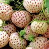 Strawberry Anablanca - 10 Plants