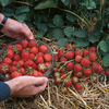 Strawberry Elsanta - 10 Plants