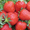 Strawberry Fenella