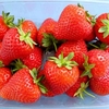 Strawberry Plants - Malling Allure