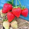 Strawberry Plants - Malling Centenary