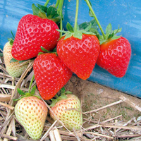 Strawberry Plants - Malling Centenary