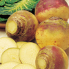 Swede Seeds - Ruby