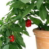 Tree Chilli Plant