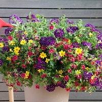 Trixi Plant - Cracker