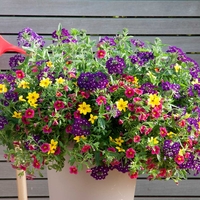 Trixi Plant - Cracker