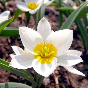 Tulipa polychroma