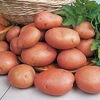 Vanessa Seed Potato - SALAD TYPE