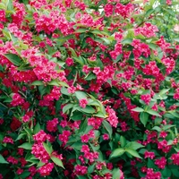 Weigela Bristol Ruby