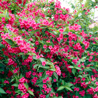 Weigela Plants - Bristol Ruby