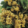 Whitecurrant White Versailles
