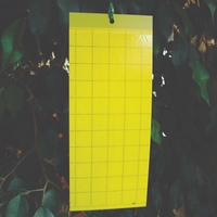 Greenhouses  - Yellow Sticky Traps