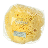 Hydréa London Honeycomb Sea Sponge