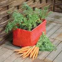 Haxnicks Carrot Patio Planter x2