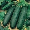 Marketmore 76 Cucumber Seeds