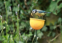 Orange Flowerbed Cup Feeder