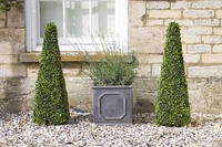 Smart Garden Boxwood 60cm Obelisk