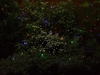 Smart Solar 50 Coloured LED Light String