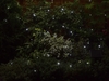 Smart Solar 50 White LED Light String