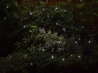 Smart Solar 50 White LED Light String
